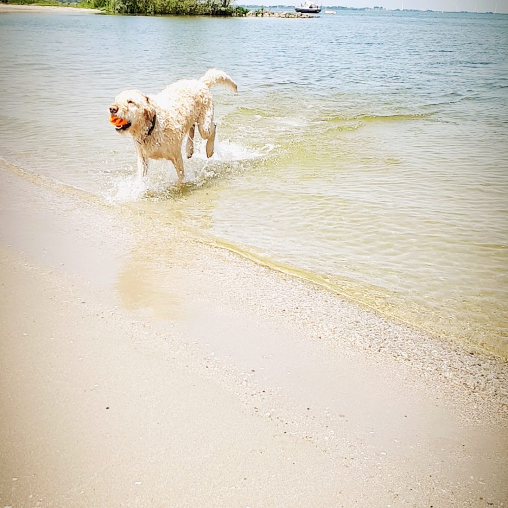 IMG_20190601_123156252